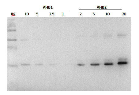 western blot using anti-AHB2 antibodie